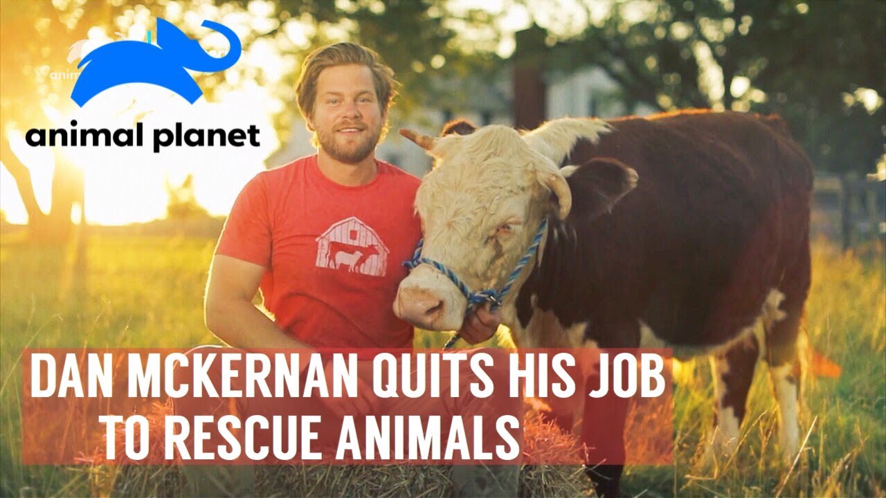 Saved By The Barn (Animal Planet) Dan McKernan Rescues Farm Animals | Barn Sanctuary