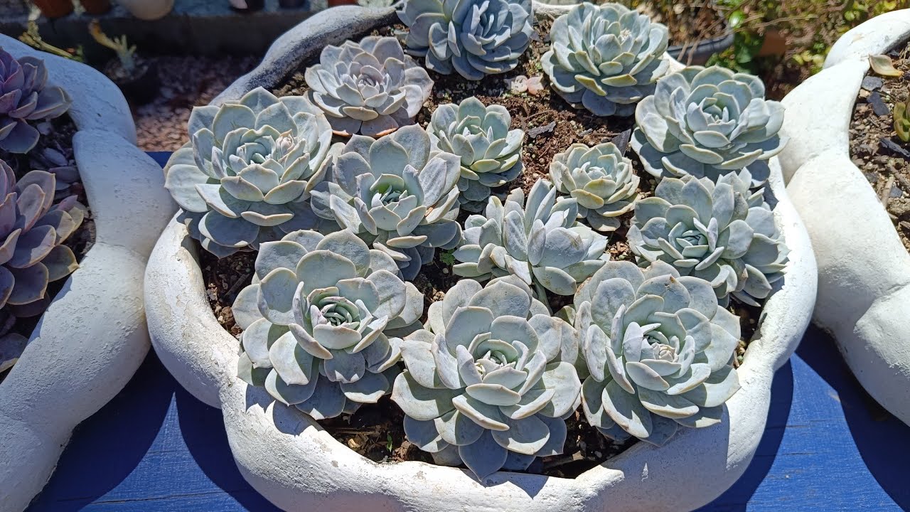Muitas echeveria com identificação,e como cultivo!