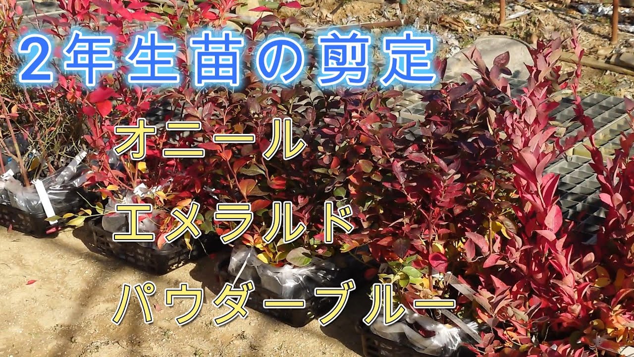ブルーベリーの２年生の苗　剪定してみた