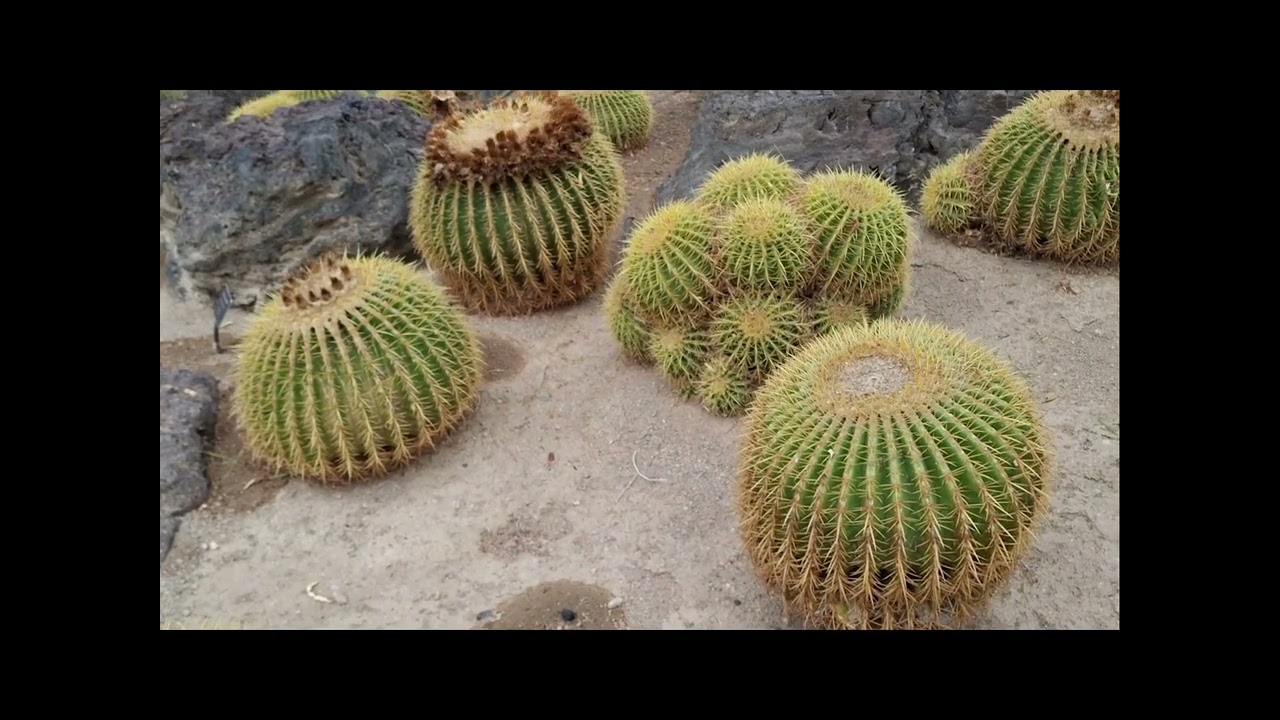 Ethel M Botanical Cactus Garden  2025