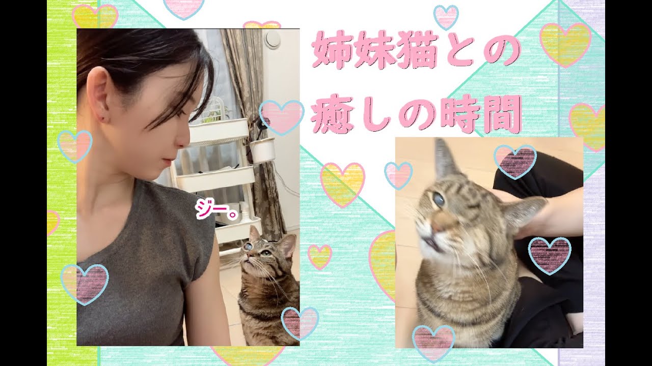 止まらない可愛さ💗猫好き必見🐾性格真逆な姉妹猫と過ごす癒しの時間🐈💓