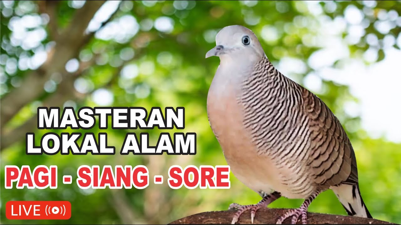 suara burung Perkutut Lokal Gacor dari alam liar paling manjur buat masteran