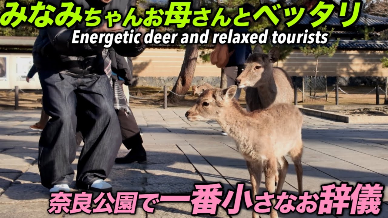 みなみちゃんお母さんとベッタリ　奈良公園で一番小さなお辞儀
