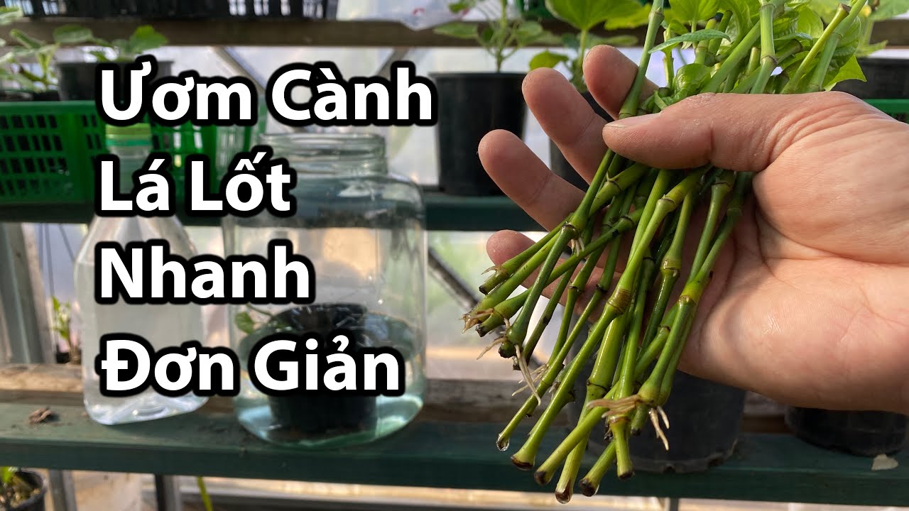 Trồng Lá 🍁 Lốt Khí Hậu Lạnh / Bán Nhiệt Đới