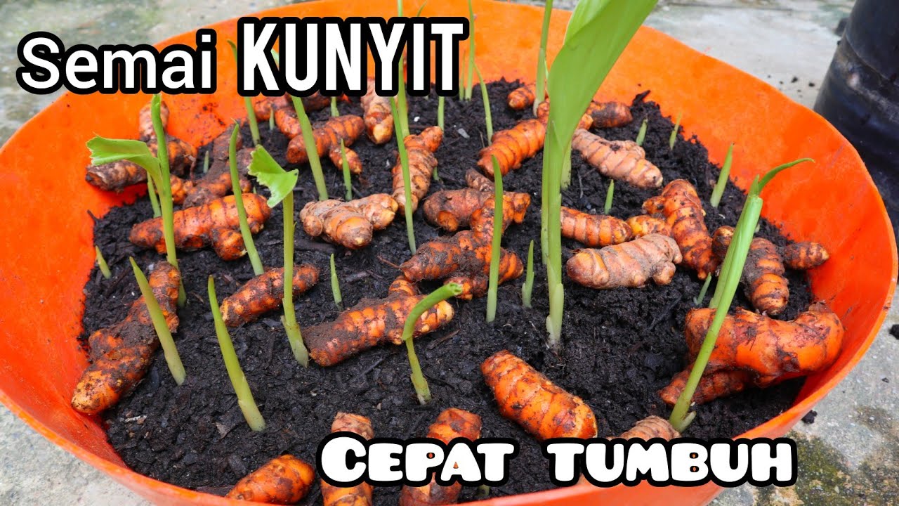 Cara semai/menyemai kunyit cepat tumbuh dan anti gagal