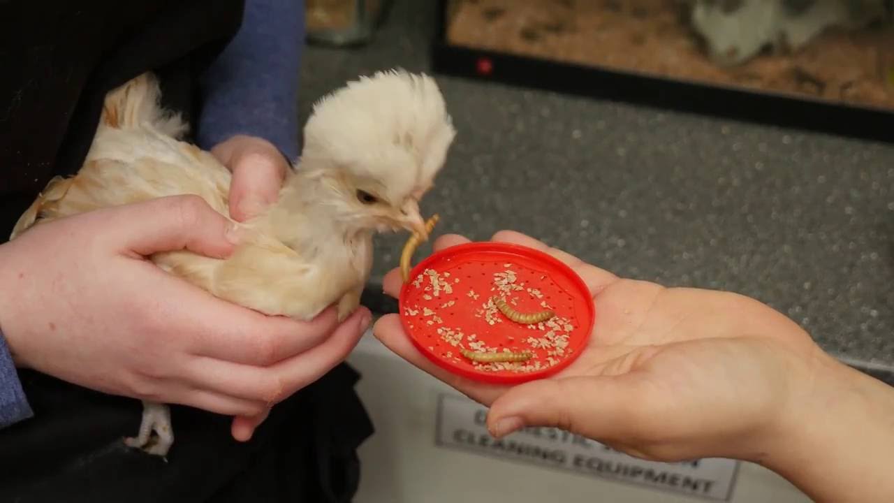 Level 3 Animal Management