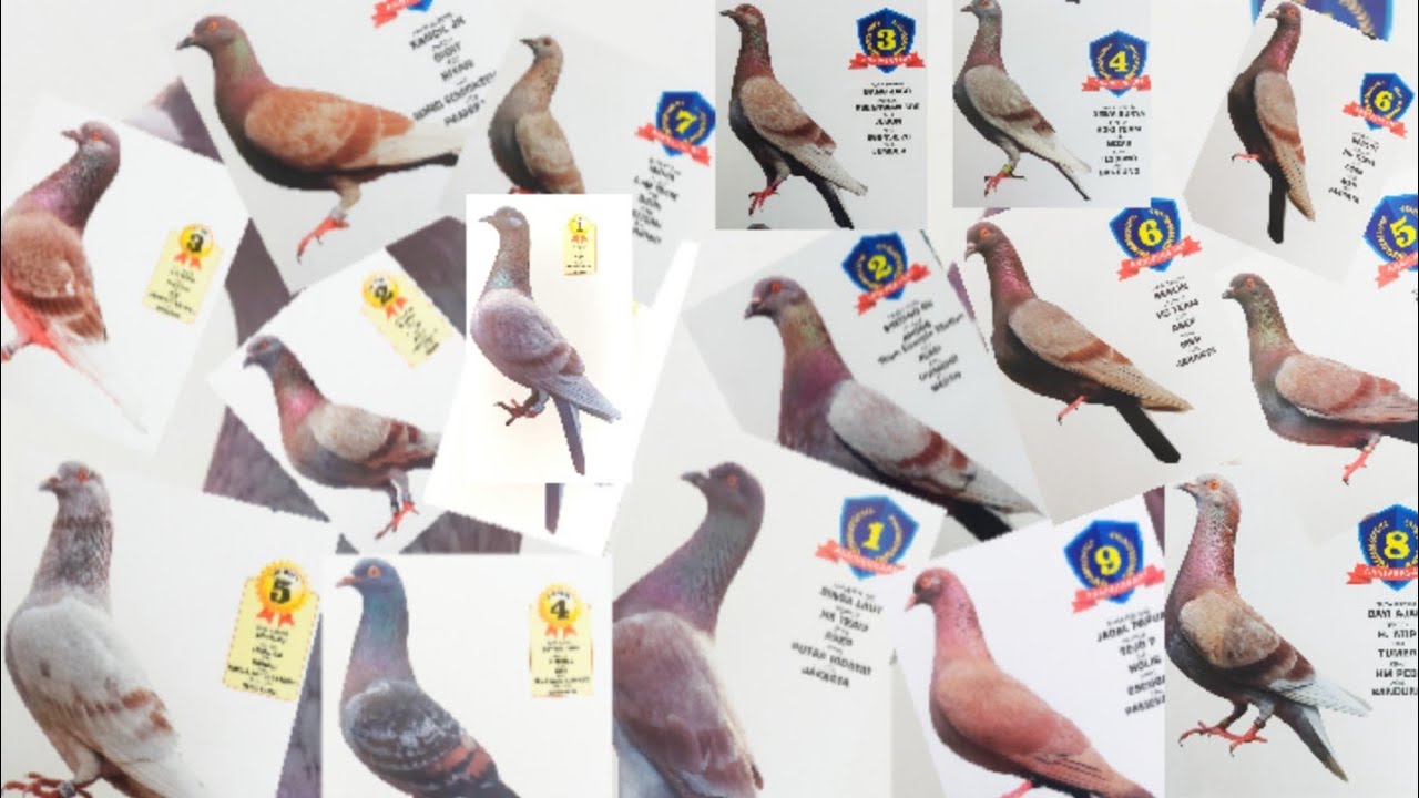 BURUNG BURUNG JUARA DIKALENDER PPMBSI 2022