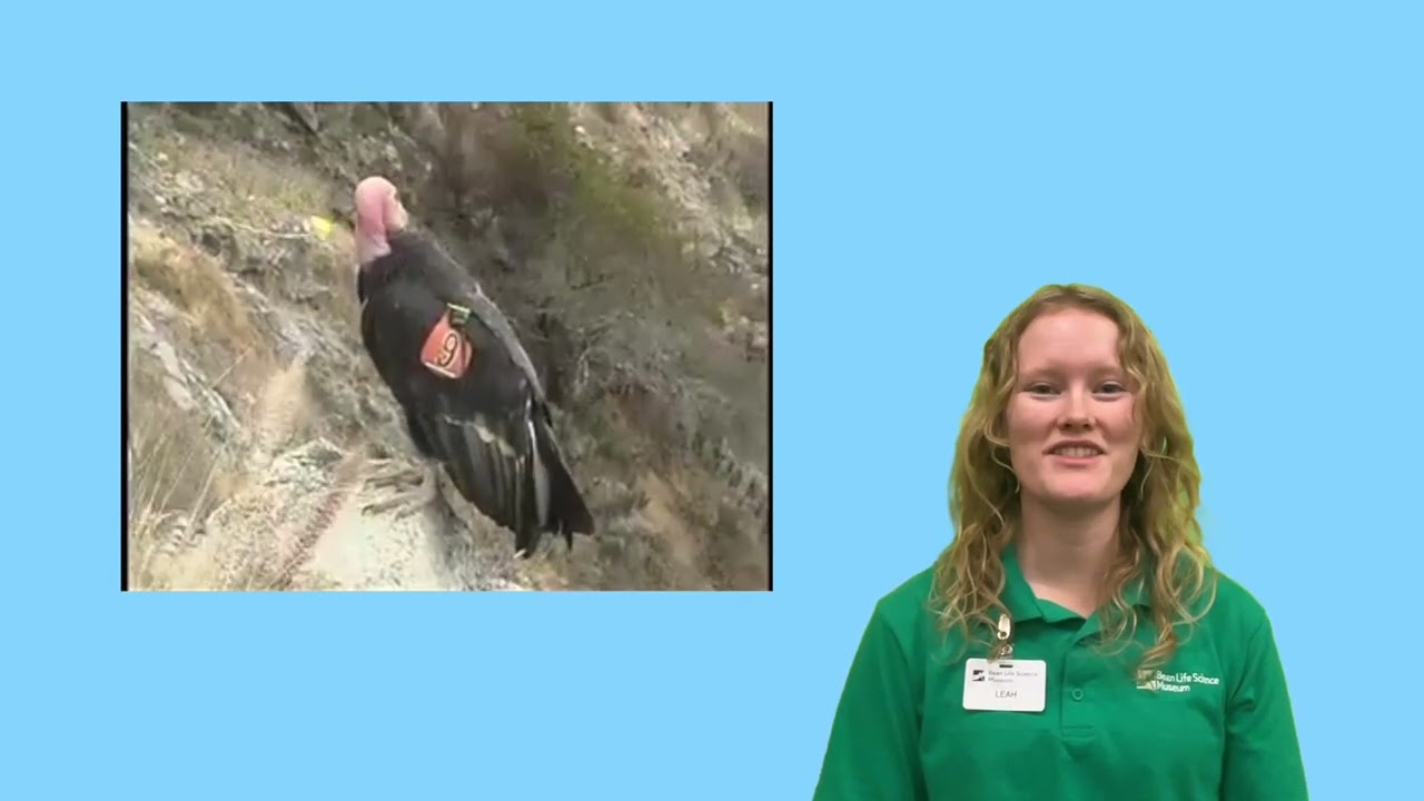January 2025 - California Condor