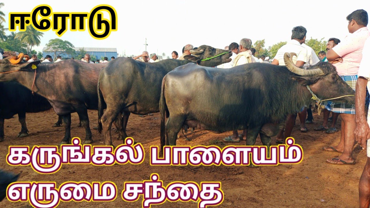 கருங்கல் பாளையம் எருமை சந்தை, வார சந்தை|karukalpalayam santhai, buffalo market,cow market
