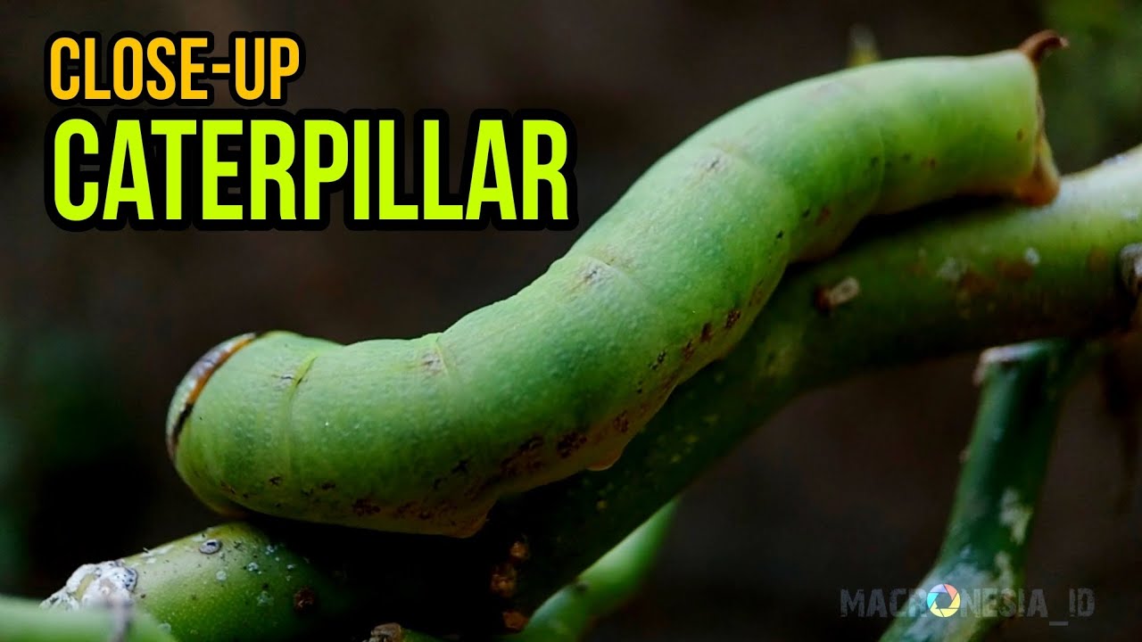 Close-up Caterpillar Leaf || Macro Video
