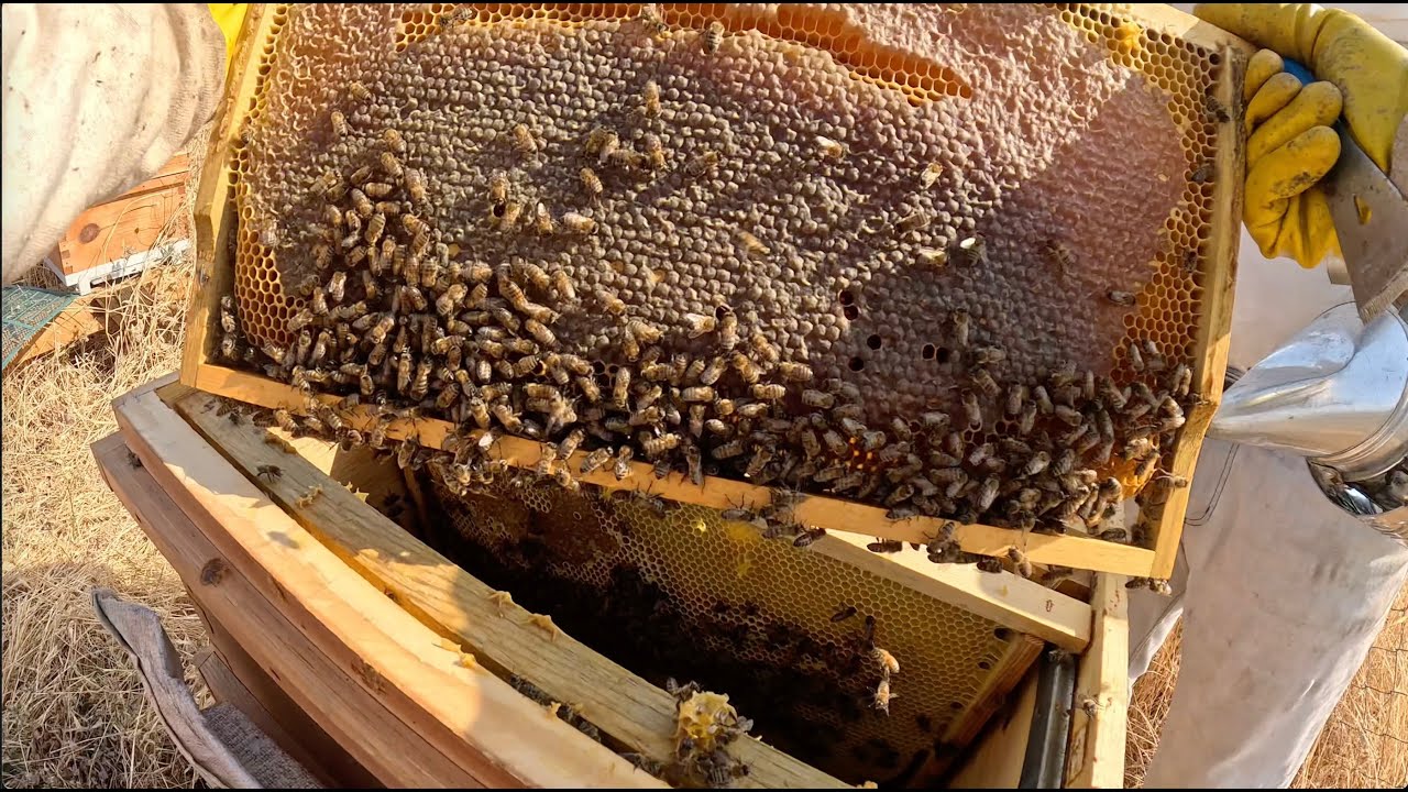 First Honey Harvest Another Hive July 2025   اول فرز لاطارات العسل من خلية ثانيه