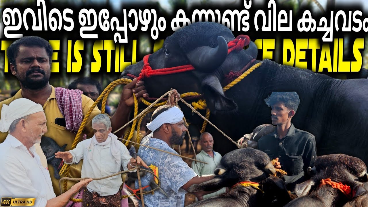 ✨ഇവിടത്തെ ഇപ്പോഴത്തെ💸വിലയും കച്ചവടവും🐃Chattipparamba Chanda new | Buffalo market Kerala |Chantha new