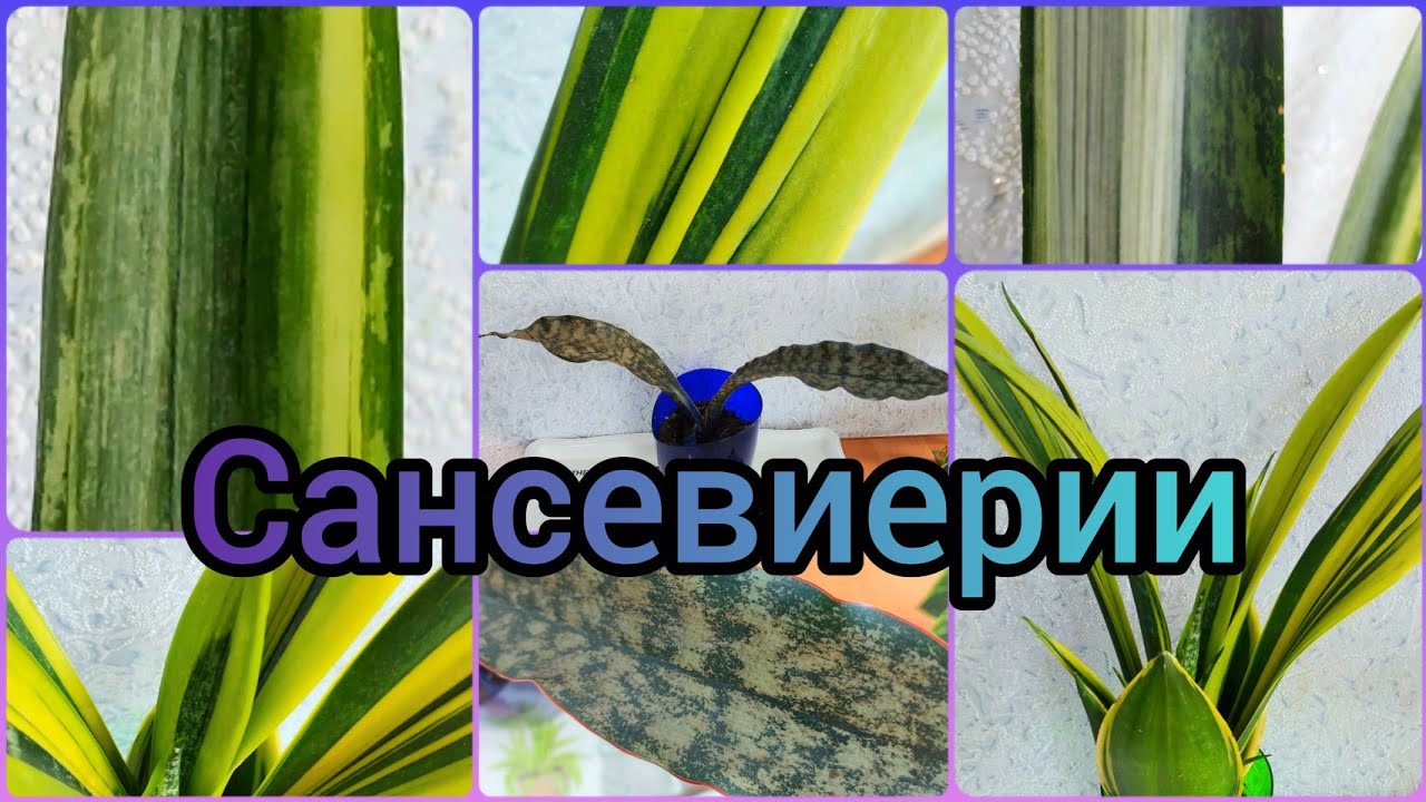 #Сансевиерия 🌱Три сорта🌸Бентель Сенсейшен🌱Голден Флейм🌸Кирки Браун🌸 #тещинязык #цветы #растения
