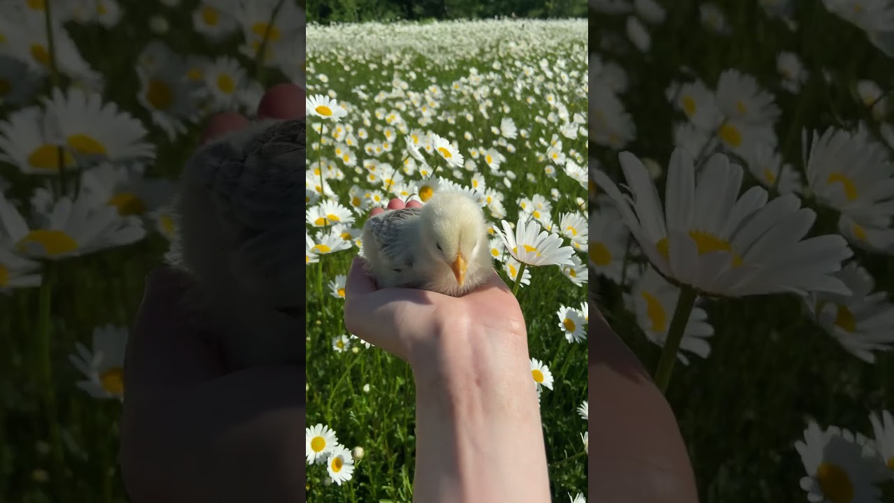 #CalmStationing #calmstateofmind #calmstate #relaxing #Relax #relaxation #nature  #birds