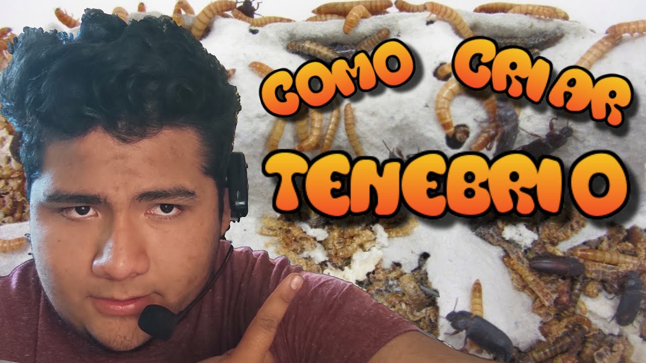 Como CR&Iacute;AR TENEBRIOS de forma CASERA muy F&Aacute;CIL pocos MATERIALES video COMPLETO