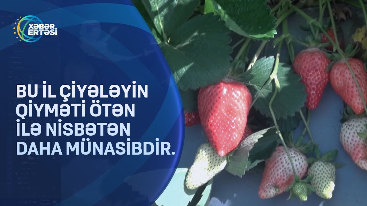 Bu il çiyələk ucuzdur