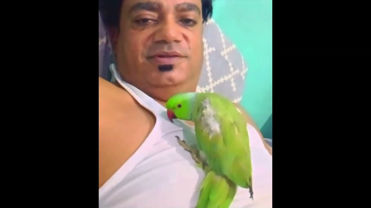 My Ringneck Parrot