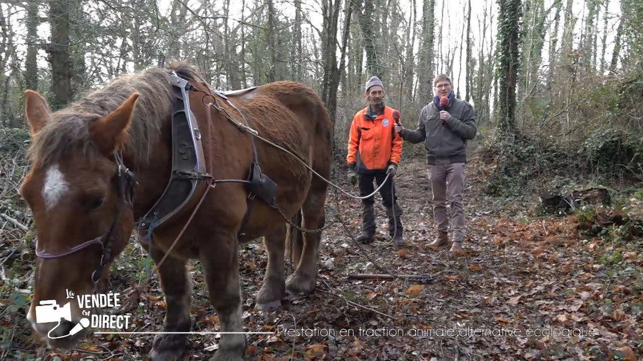Franck Chantriaux : professionnel du débardage bois en traction animale