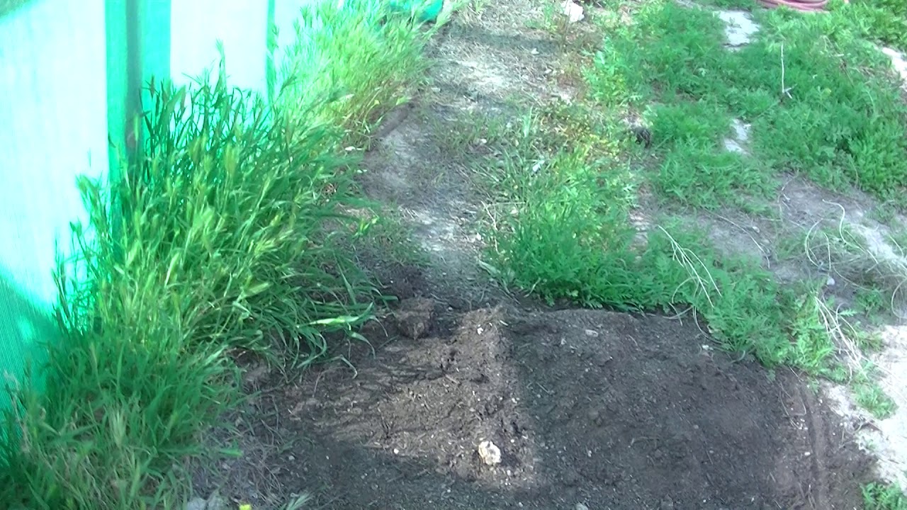 Potato Patch