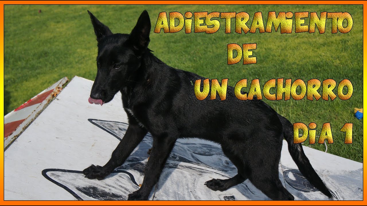 1 Entrenamiento o adiestramiento de un cachorro pastor belga malinois
