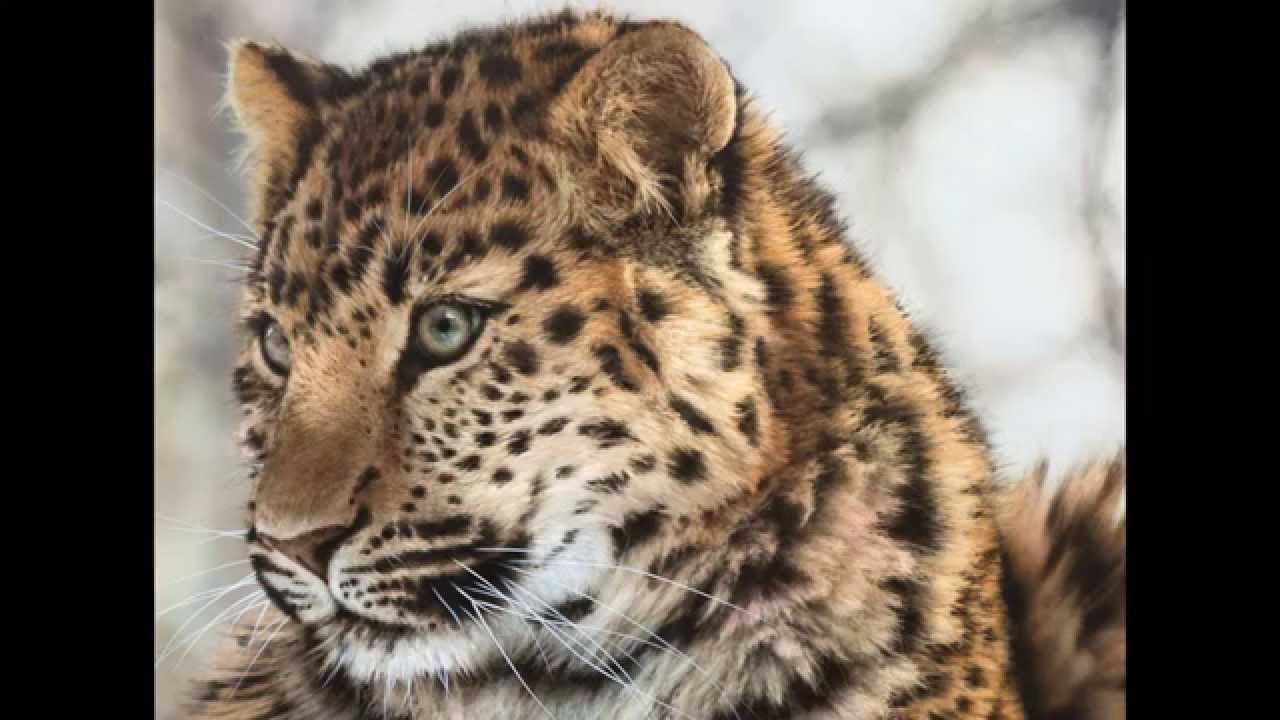 'Caressa' airbrushed photorealistic wildlife tutorial