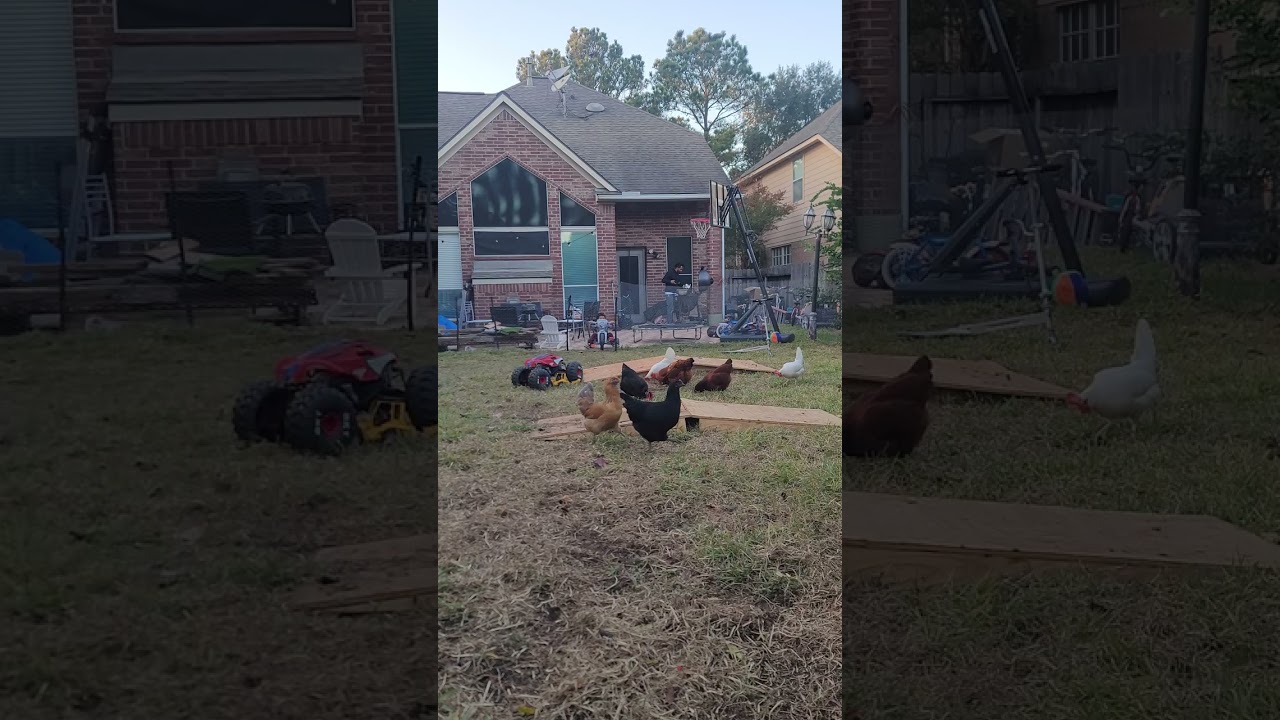 SpiderMan Monster truck vs chickens