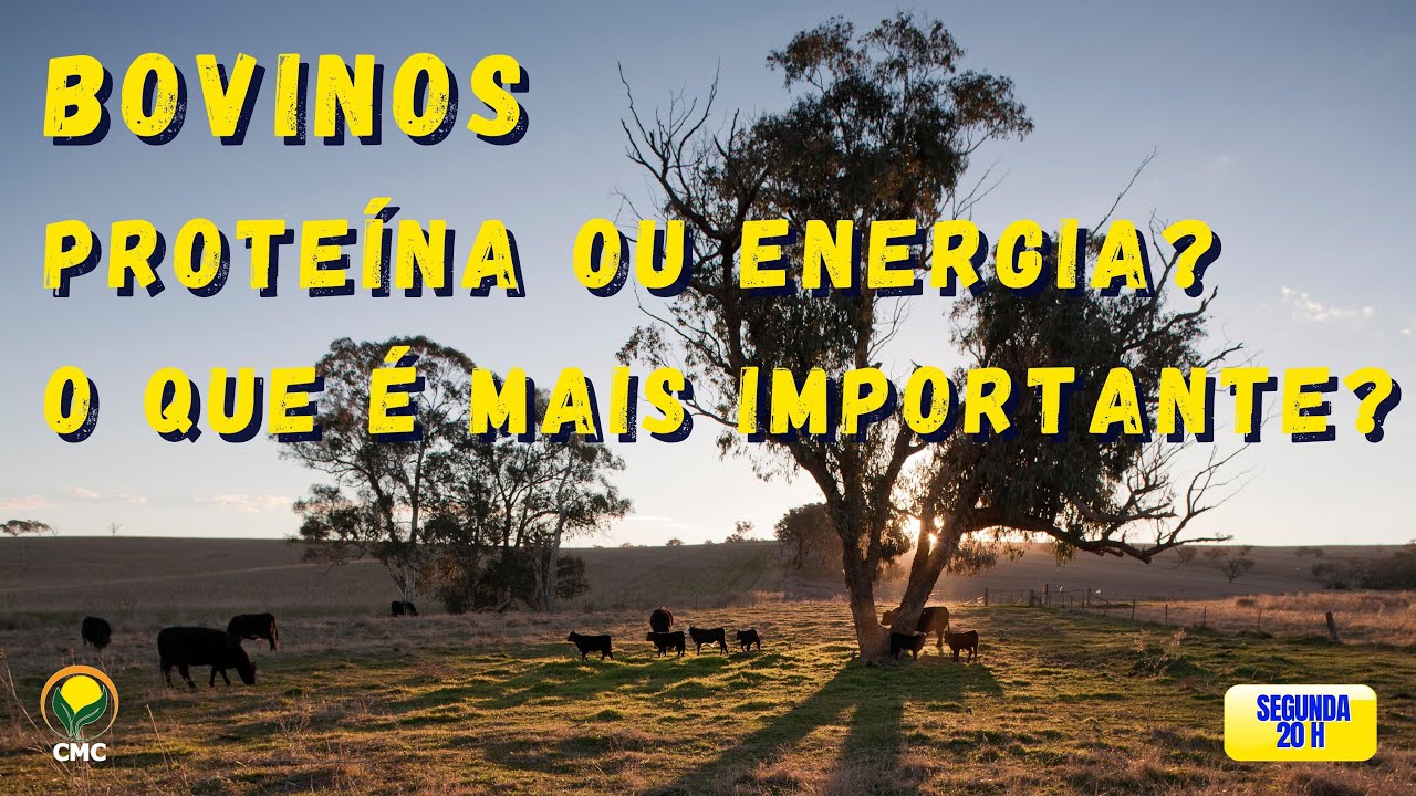 Bovinos. Energia ou Proteína?  Qual é melhor?