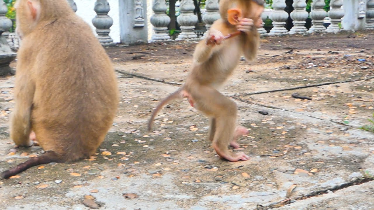 OMG...Baby monkey Saro gestures like a musician playing the violin.