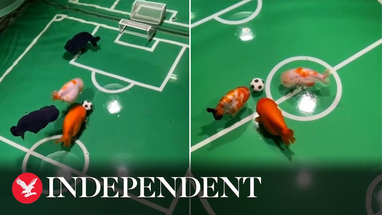 Fish play football in their tank after owner 'trains' his pets