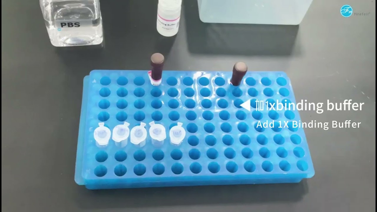 Annexin V Apoptosis Assay Protocol
