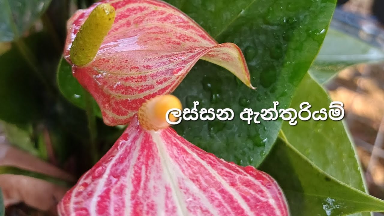 වටින අලුත්ම වර්ග 🥰2026/01/20🥰0706132904🥰#anthurium #floweringplants #garden#lifeisbutadream #
