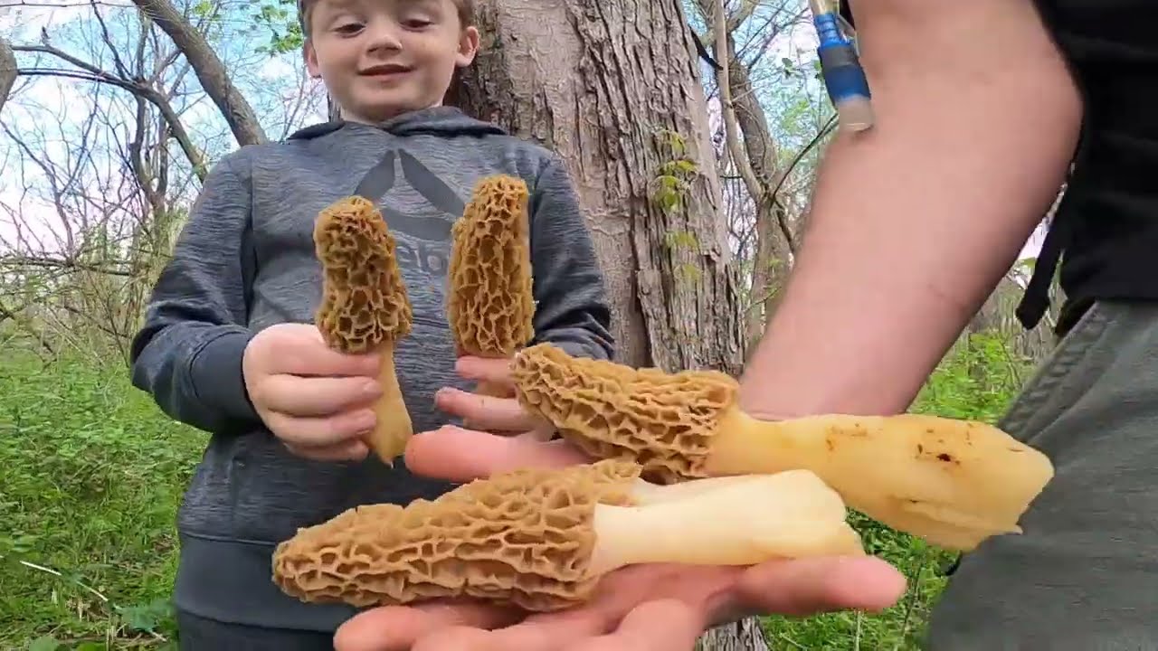 MOREL MUSHROOM HUNTING