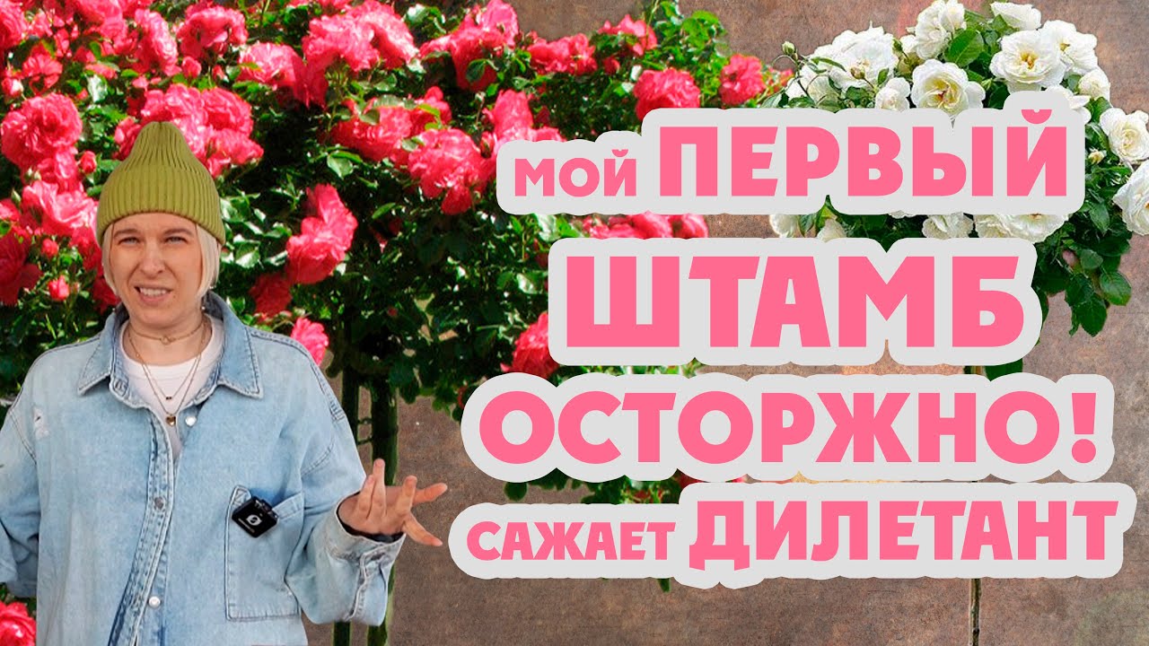 Мой первый штамб в жизни! Посылка из питомника розанутые. Посадка штамба. #всемсад #распаковкароз