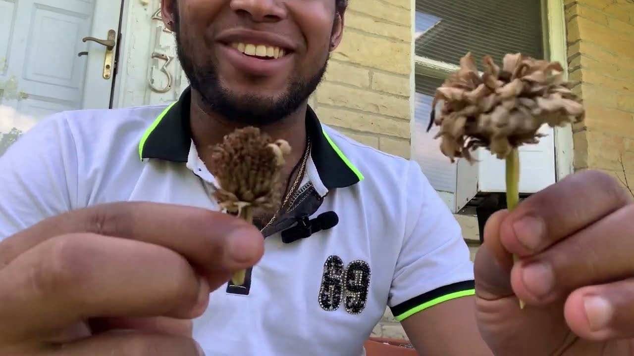 Cosecha de semillas en la huerta/ Garden harvesting seeds