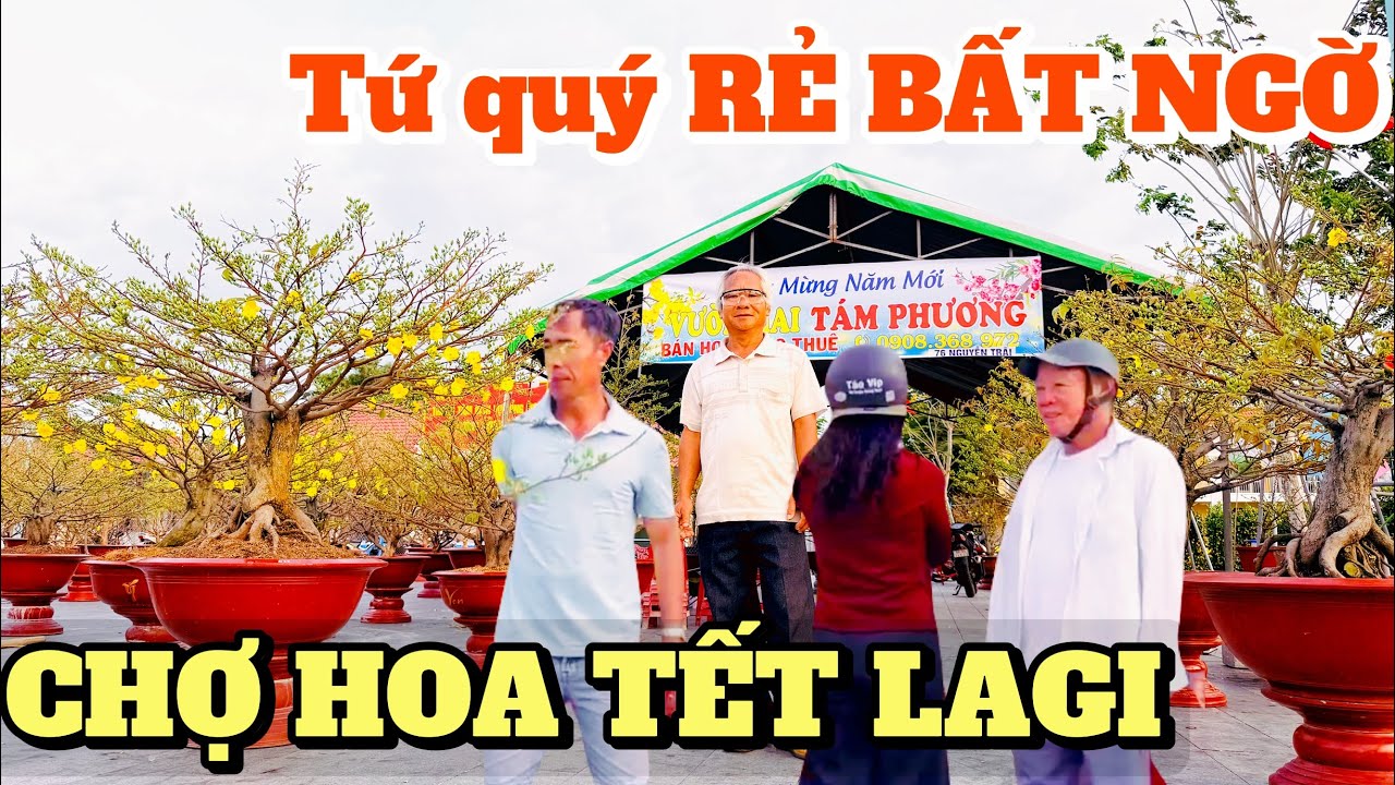 Giá thuê tứ quý quá rẻ Chợ hoa Tết 2026 LaGi chú Tám Phương chỉ cách trị lá quắn vì thuốc chống rụng