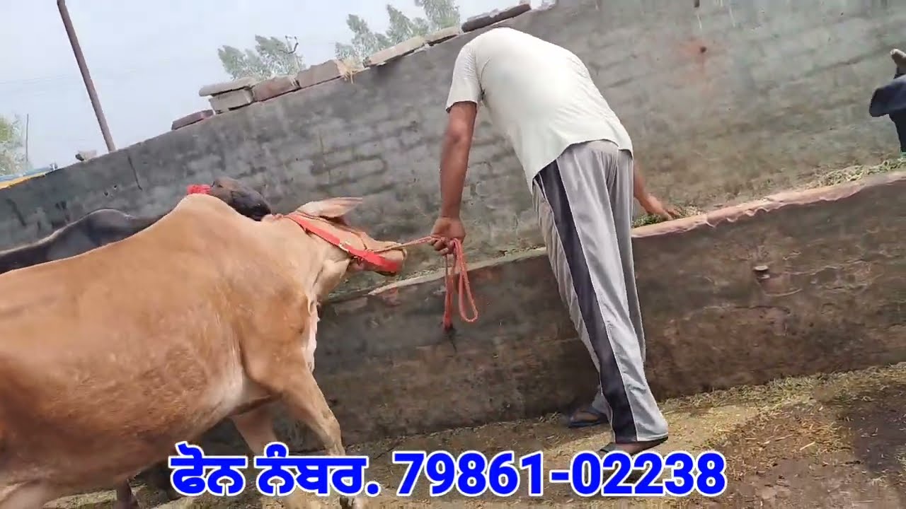 ਮੁੱਲ 5 ਹਜ਼ਾਰ 👉 3 ਸੂਈਆਂ ਵਹਿੜਾਂ ਵਿਕਾਊ 👌 ਮਗਰ ਵੱਛੀਆਂ 