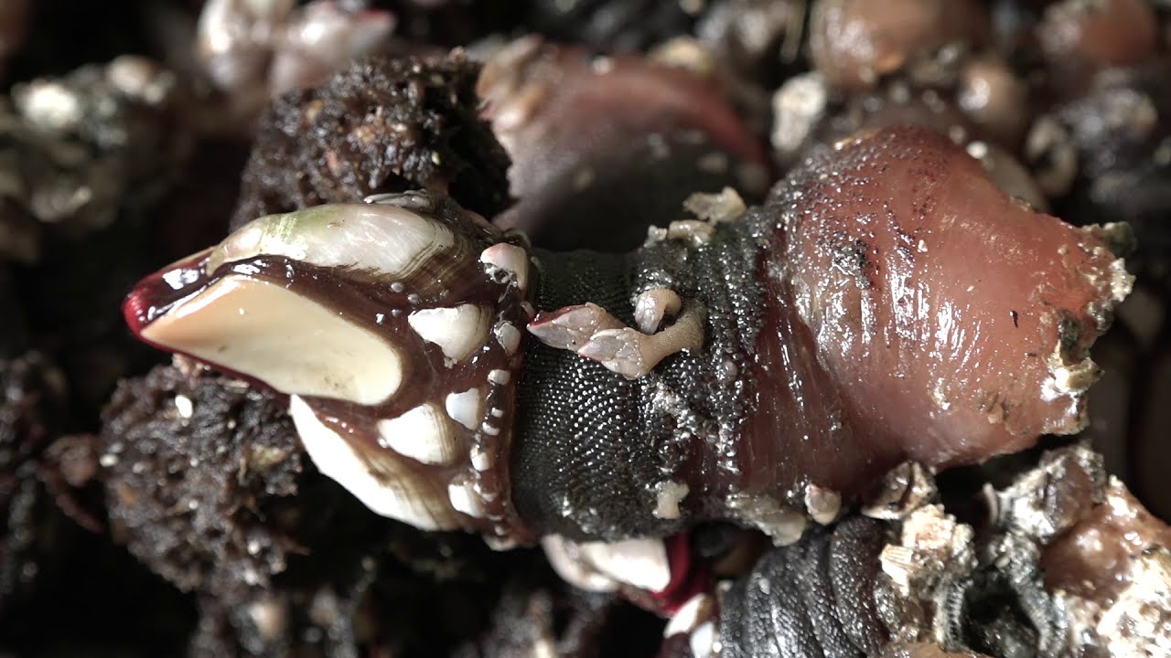 Gatherers in XXI century Europe: The gooseneck barnacle fishery