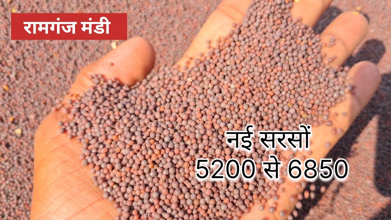 सरसों सोयाबीन उड़द आज का भाव रामगंज मंडी #ramganjmandi