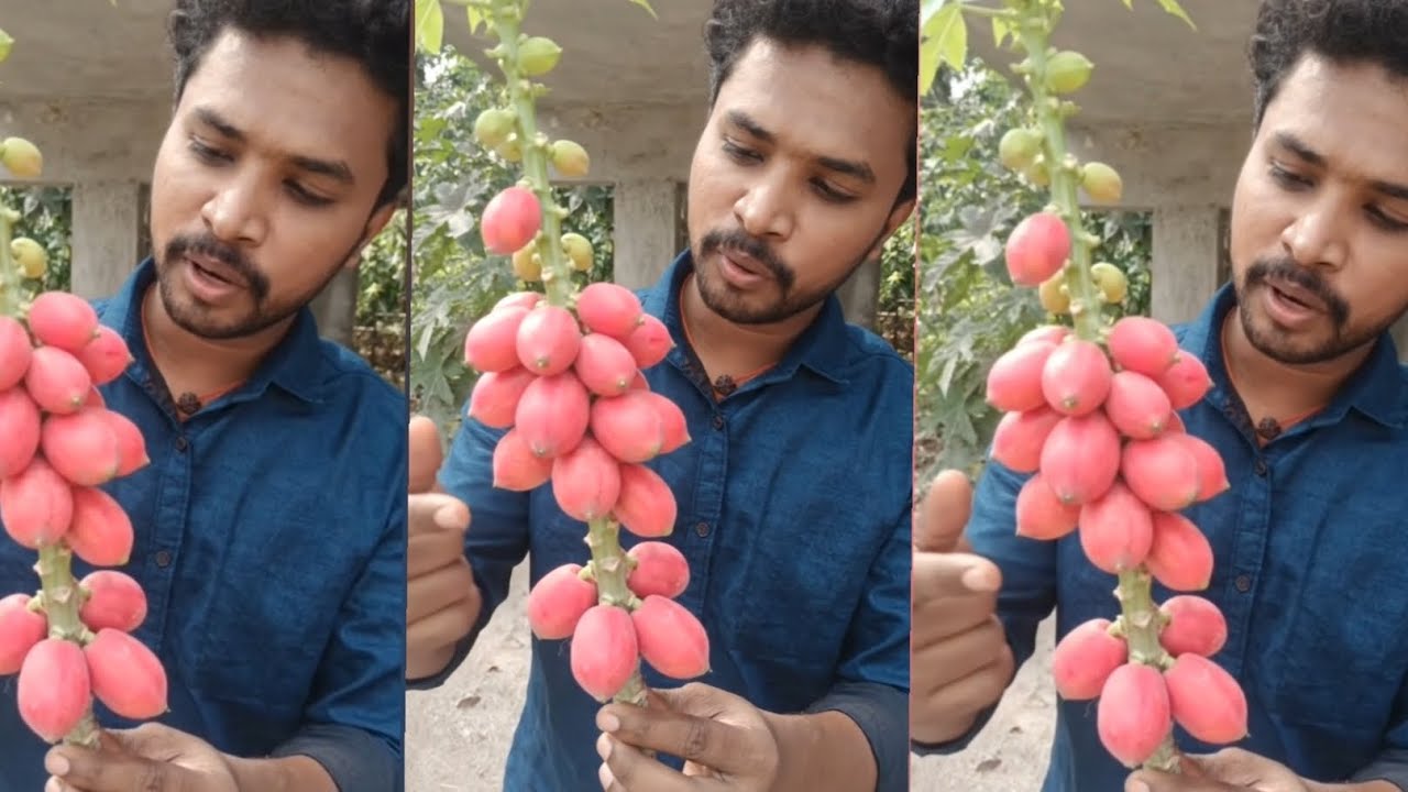 எவ்வளவு பிங்க் பப்பாளி பாத்தீங்களா #pappaya #pappayatree #fruit #fruttree