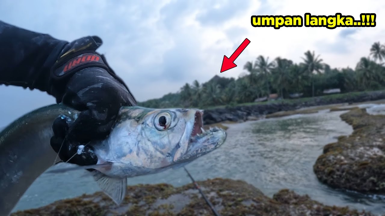 Ketika ikan Predator Jadi Umpan, Tangan Sampai Gemeteran...!!! #EP18