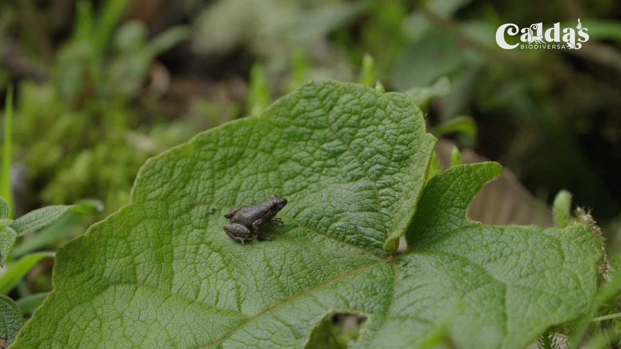 Microdocumental Caldas Biodiversa