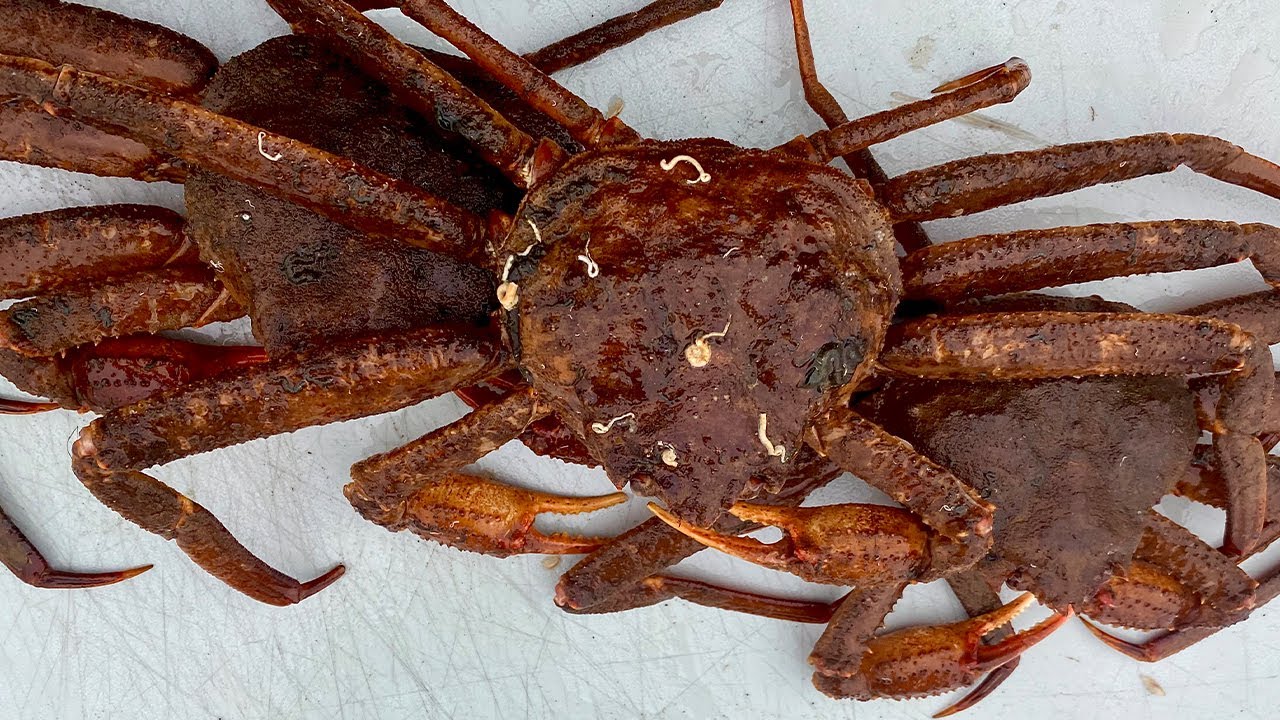 What is a Tanner Crab (Snow Crab?)