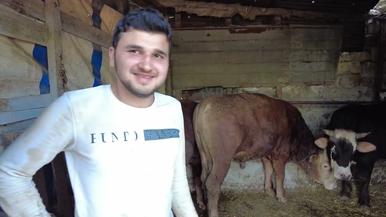 TARIMTUBE YUNUS'UN DEV KOCA 900 kg KURBANLIĞI / DELİ DANA İLK ONU KESİCEM / ÇOK ŞÜKÜR TALEP ÇOK