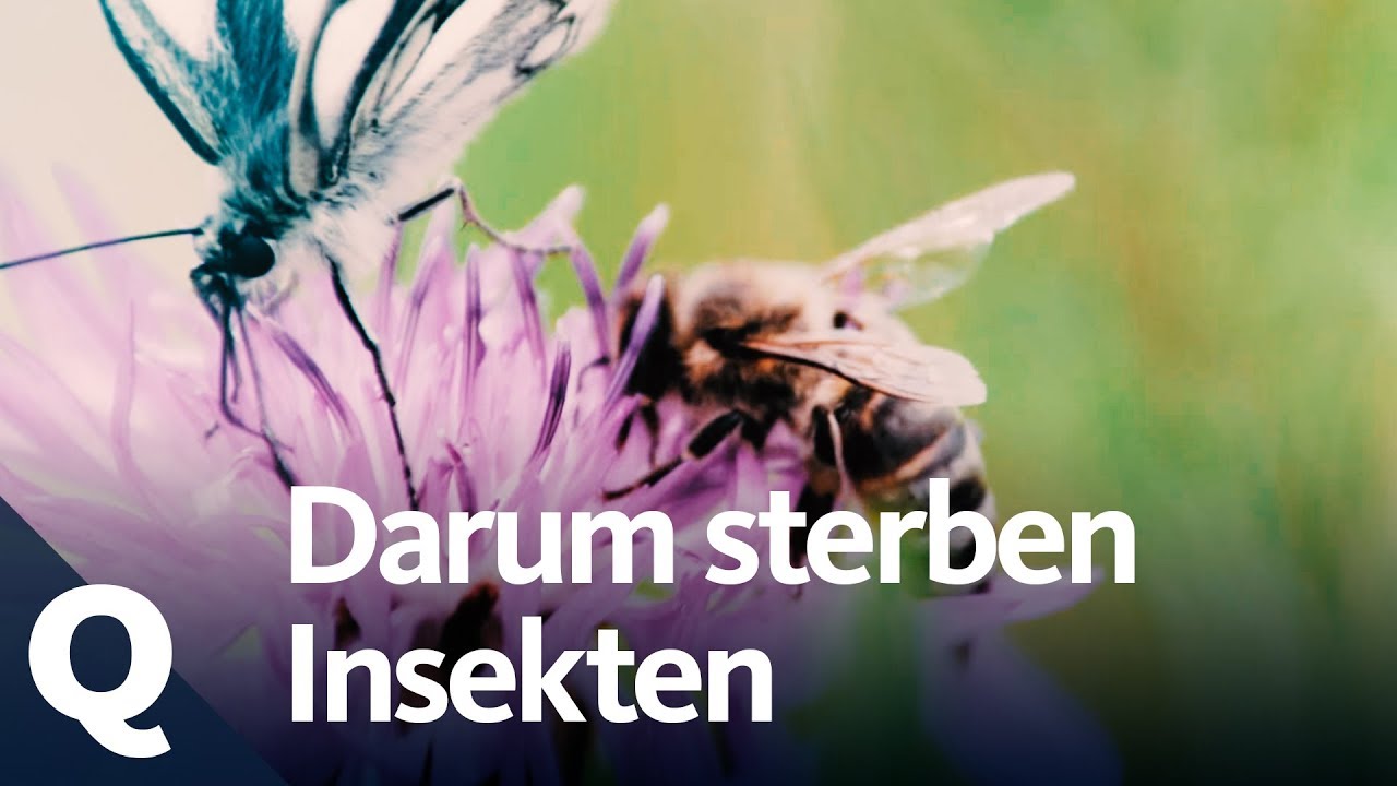 Insekten: Sterben sie, stirbt unser Ökosystem! | Quarks