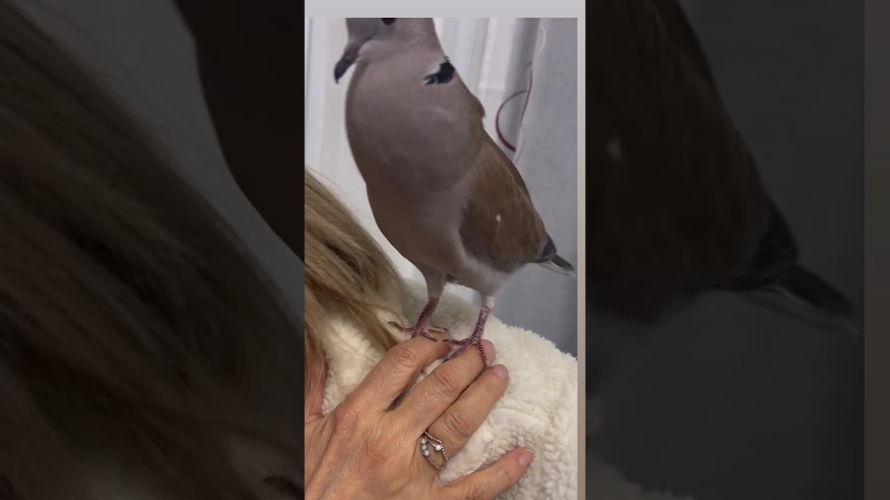 Talking Dove 🕊️/ Beautiful Birds Sounds/ Birds Singing #youtubeshorts #trendingshorts #dove