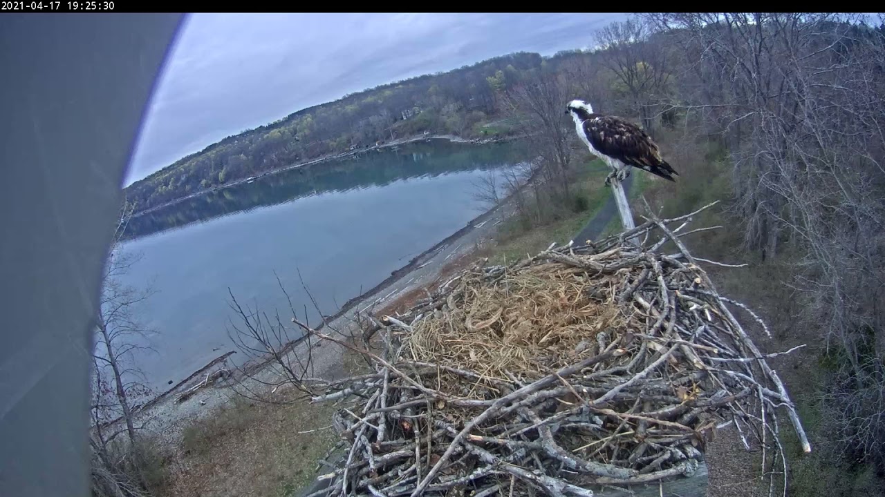 Ophelia on perch 20210417 192517 192548