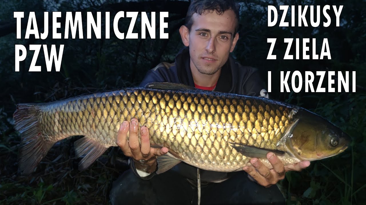 DZIKUSY z TAJEMNEJ wody - RYBY z korzeni i ziela - WĘDKARSTWO karpiowe na PZW