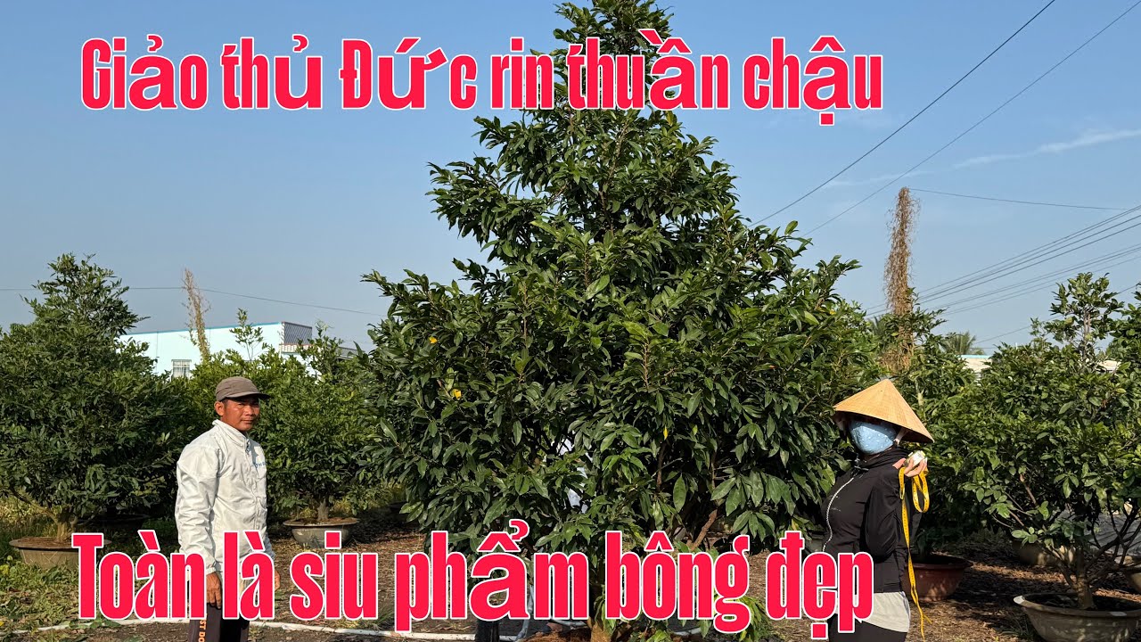 23/01/. Mai vàng chơi Tết. ☎️ 0938852666 👉 ( gặp tuyền ) bon sai chuẩn. Cây già mùa 