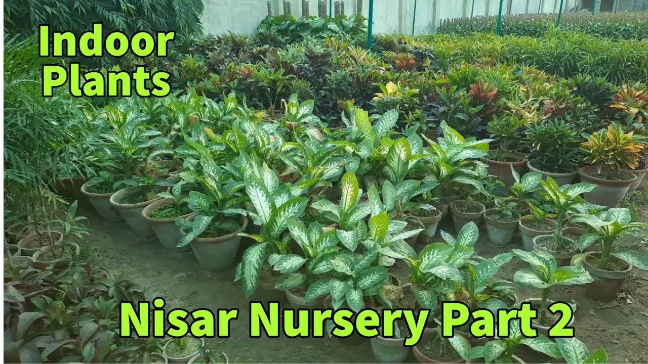 Nisar Nursery Part II | Indoor Plants Croton, Money Plant | Near Gulzar-e-Hijri Road Karachi