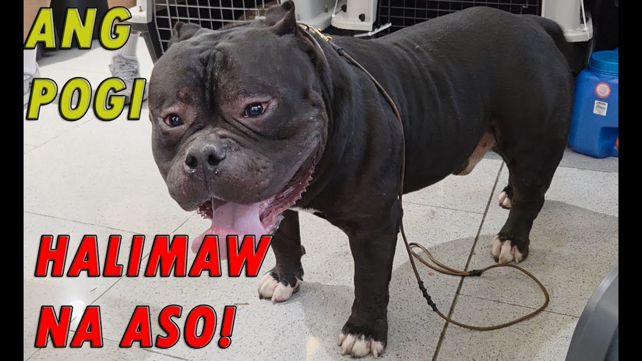 DOG SHOW SA ANTIPOLO AMERICAN BULLY ALL BREED